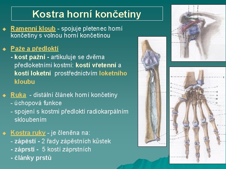 Kostra horní končetiny u Ramenní kloub - spojuje pletenec horní Ramenní kloub končetiny s