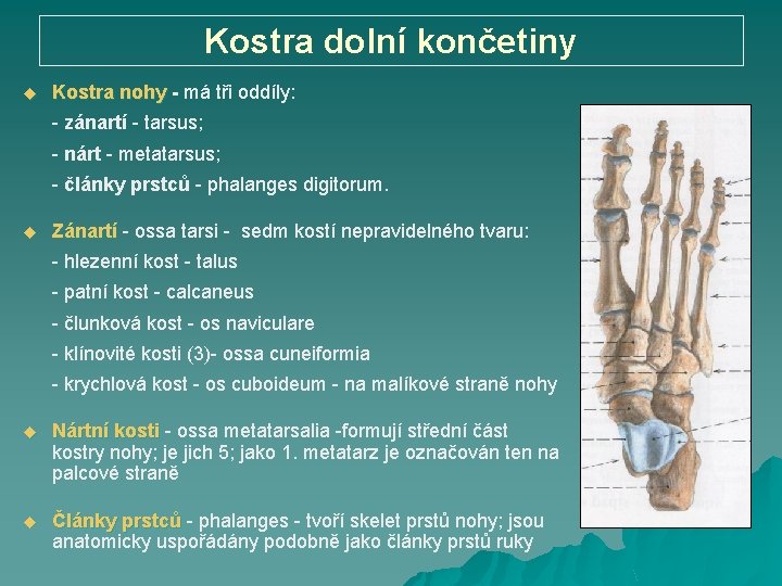 Kostra dolní končetiny u Kostra nohy - má tři oddíly: Kostra nohy - zánartí