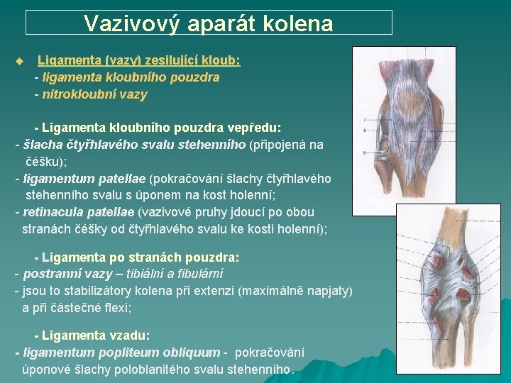 Vazivový aparát kolena u Ligamenta (vazy) zesilující kloub: Ligamenta (vazy) zesilující kloub - ligamenta