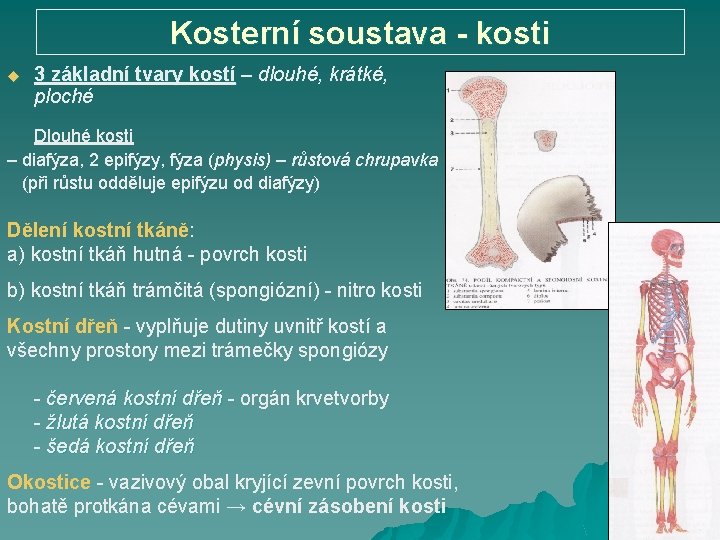 Kosterní soustava - kosti u 3 základní tvary kostí – dlouhé, krátké, 3 základní