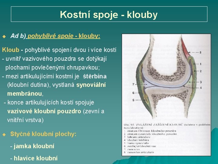 Kostní spoje - klouby u Ad b) pohyblivé spoje - klouby: Kloub - pohyblivé