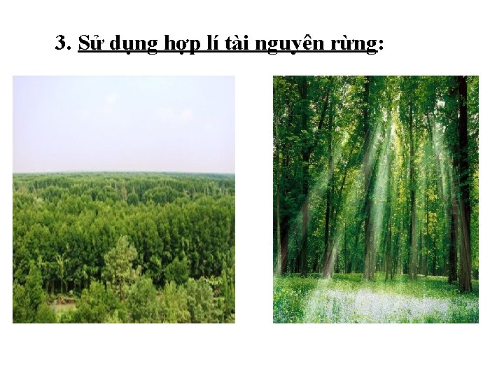 3. Sử dụng hợp lí tài nguyên rừng: 