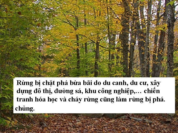 Rừng bị chặt phá bừa bãitrạng dogia dutăng, canh, rừng cư, xây Tốc phá