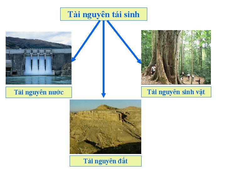 Tài nguyên tái sinh Tài nguyên sinh vật Tài nguyên nước Tài nguyên đất