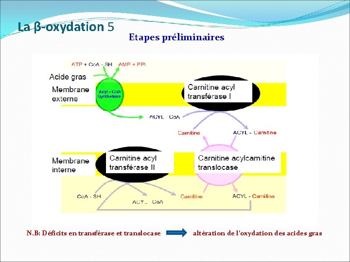 La β-oxydation 5 Etapes préliminaires N. B: Déficits en transférase et translocase altération de