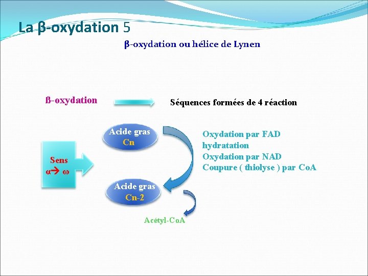 La β-oxydation 5 β-oxydation ou hélice de Lynen ß-oxydation Séquences formées de 4 réaction
