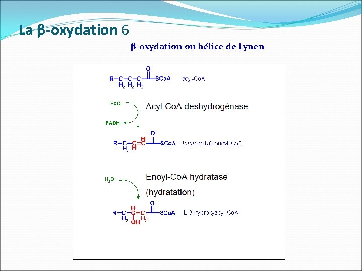 La β-oxydation 6 β-oxydation ou hélice de Lynen 