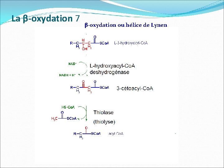 La β-oxydation 7 β-oxydation ou hélice de Lynen 