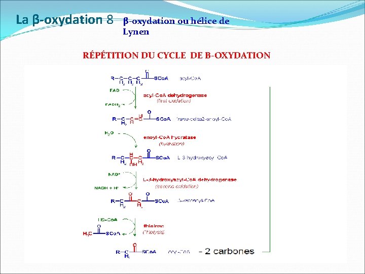 La β-oxydation 8 β-oxydation ou hélice de Lynen RÉPÉTITION DU CYCLE DE Β-OXYDATION 