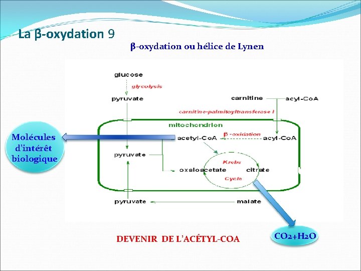 La β-oxydation 9 β-oxydation ou hélice de Lynen Molécules d’intérêt biologique DEVENIR DE L’ACÉTYL-COA