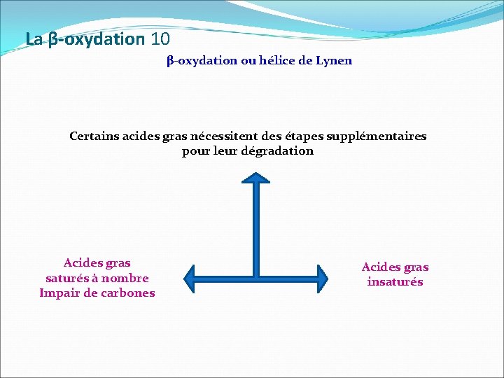 La β-oxydation 10 β-oxydation ou hélice de Lynen Certains acides gras nécessitent des étapes
