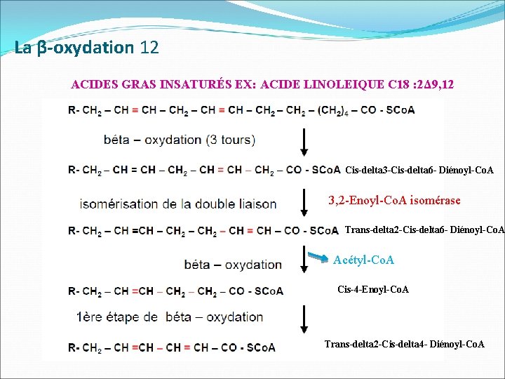 La β-oxydation 12 ACIDES GRAS INSATURÉS EX: ACIDE LINOLEIQUE C 18 : 2Δ 9,