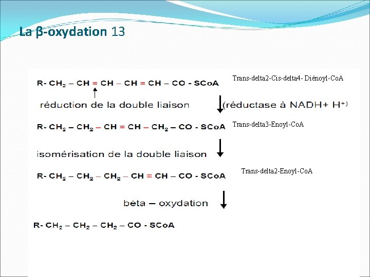 La β-oxydation 13 Trans-delta 2 -Cis-delta 4 - Diénoyl-Co. A Trans-delta 3 -Enoyl-Co. A