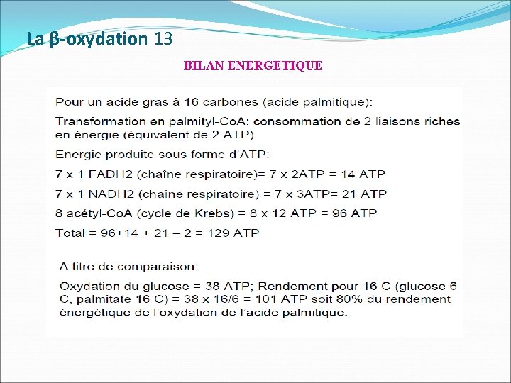 La β-oxydation 13 BILAN ENERGETIQUE 