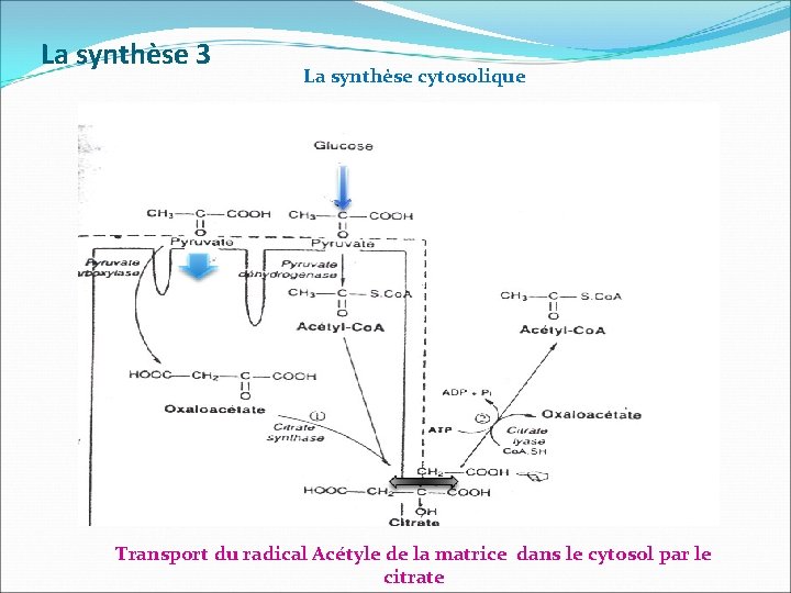 La synthèse 3 La synthèse cytosolique Transport du radical Acétyle de la matrice dans