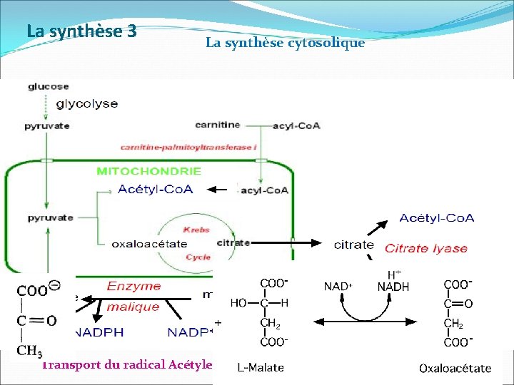 La synthèse 3 La synthèse cytosolique Transport du radical Acétyle de la matrice dans