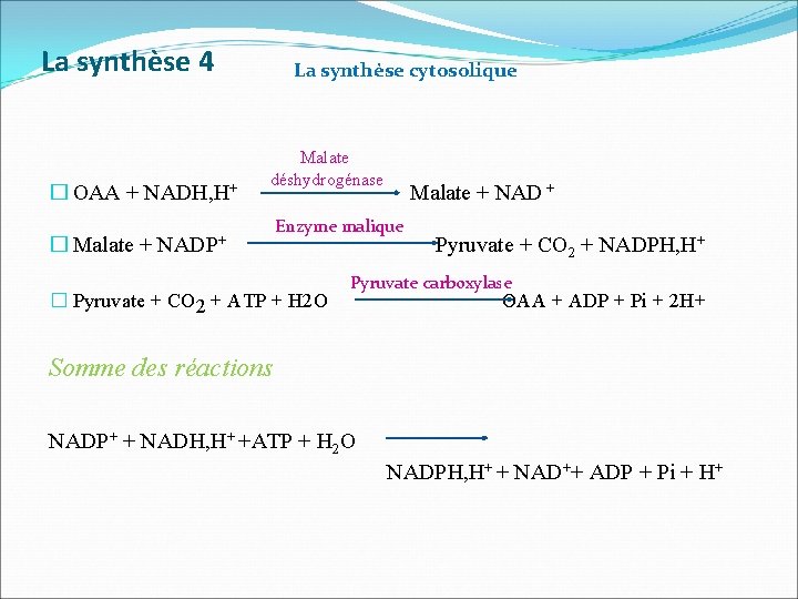 La synthèse 4 La synthèse cytosolique Malate déshydrogénase � OAA + NADH, H+ Malate