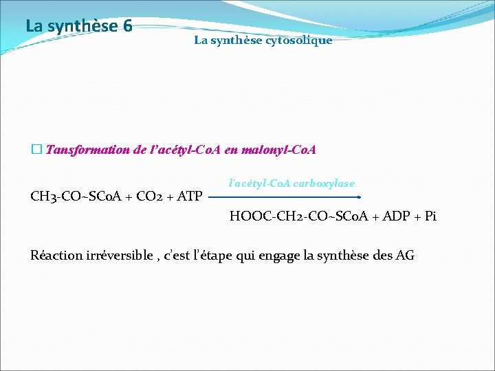 La synthèse 6 La synthèse cytosolique � Tansformation de l’acétyl-Co. A en malonyl-Co. A