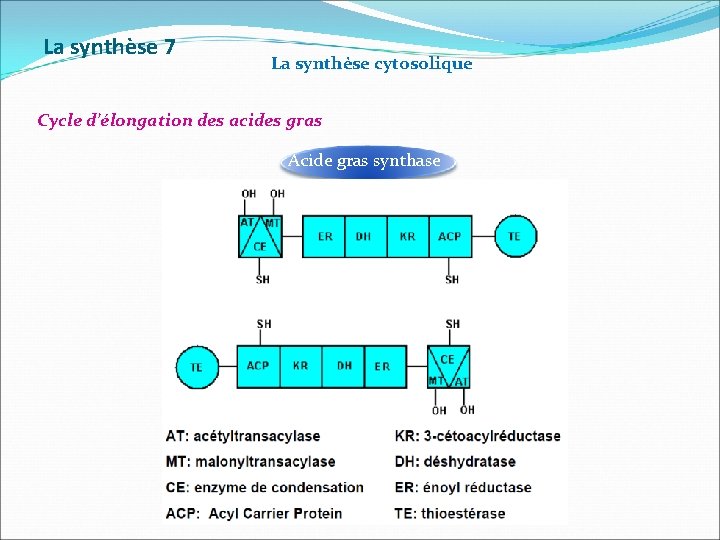 La synthèse 7 La synthèse cytosolique Cycle d’élongation des acides gras Acide gras synthase
