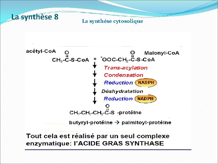 La synthèse 8 La synthèse cytosolique 