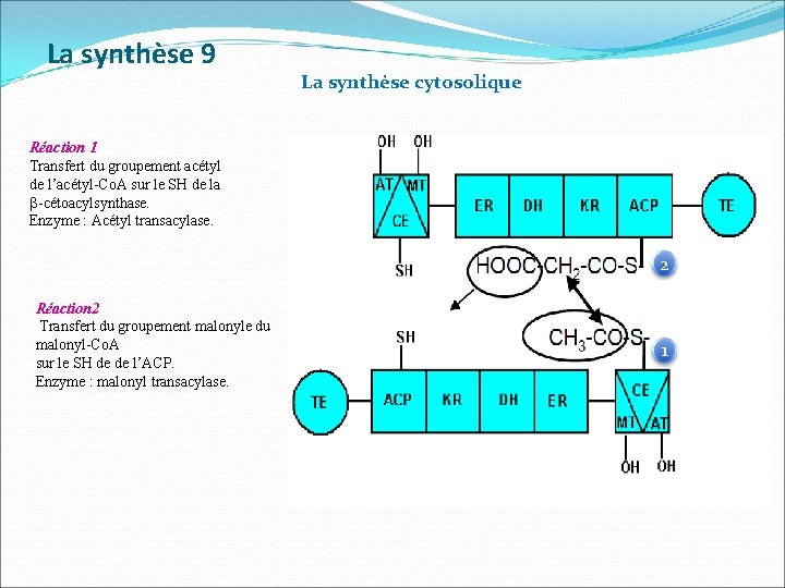 La synthèse 9 La synthèse cytosolique Réaction 1 Transfert du groupement acétyl de l’acétyl-Co.