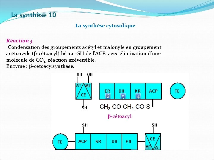 La synthèse 10 La synthèse cytosolique Réaction 3 Condensation des groupements acétyl et malonyle