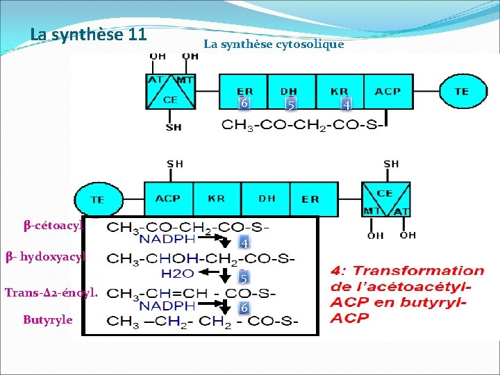 La synthèse 11 La synthèse cytosolique 6 β-cétoacyl 4 β- hydoxyacyl 5 Trans-Δ 2