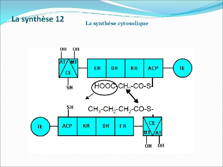 La synthèse 12 La synthèse cytosolique 