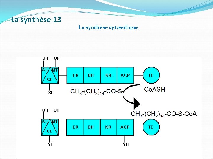 La synthèse 13 La synthèse cytosolique 