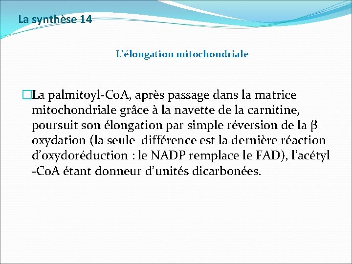 La synthèse 14 L’élongation mitochondriale �La palmitoyl-Co. A, après passage dans la matrice mitochondriale