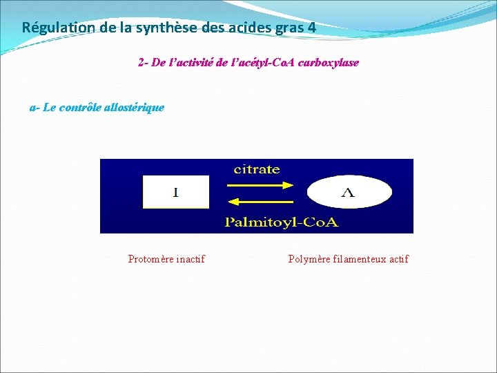 Régulation de la synthèse des acides gras 4 2 - De l’activité de l’acétyl-Co.