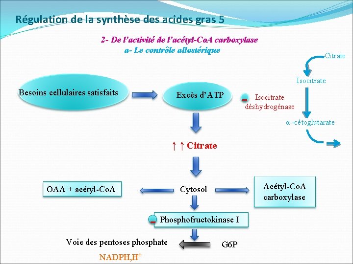 Régulation de la synthèse des acides gras 5 2 - De l’activité de l’acétyl-Co.