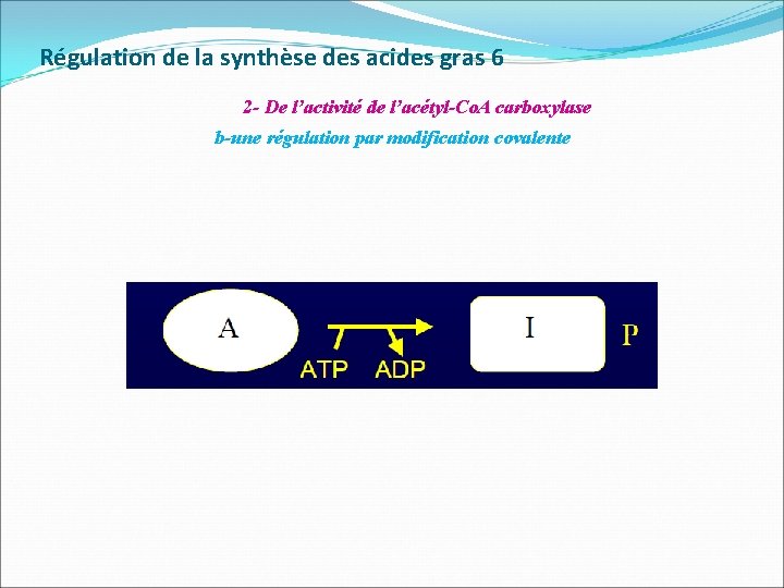 Régulation de la synthèse des acides gras 6 2 - De l’activité de l’acétyl-Co.