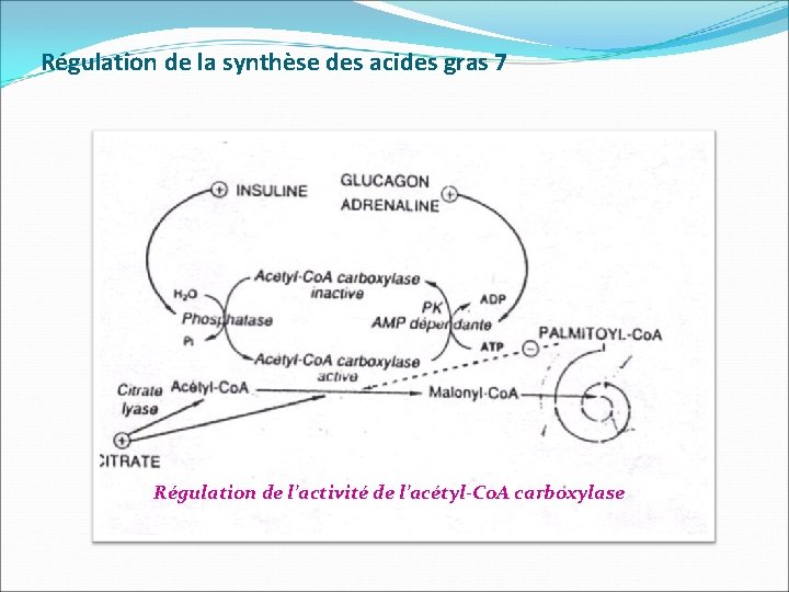 Régulation de la synthèse des acides gras 7 Régulation de l’activité de l’acétyl-Co. A