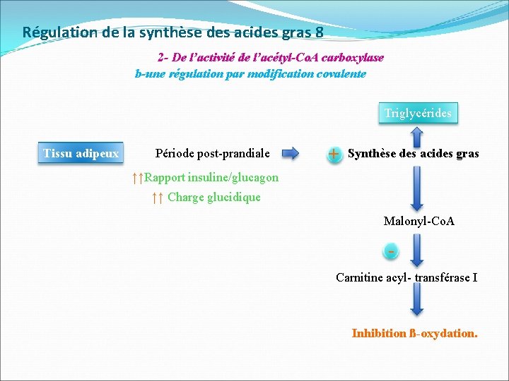 Régulation de la synthèse des acides gras 8 2 - De l’activité de l’acétyl-Co.