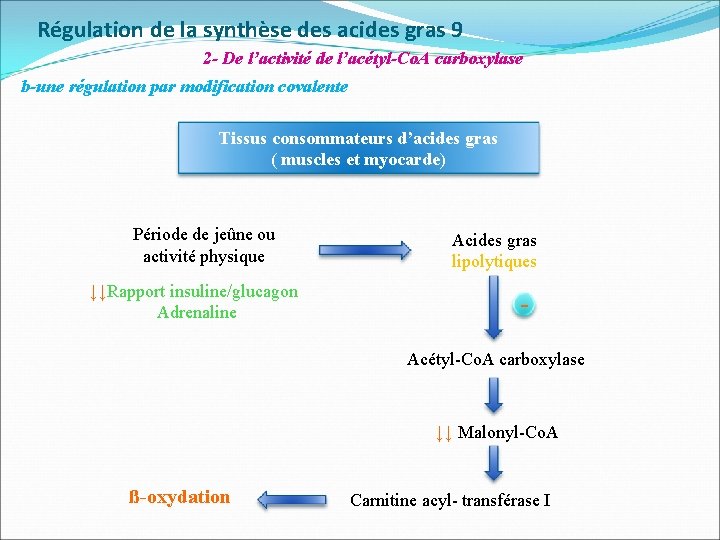 Régulation de la synthèse des acides gras 9 2 - De l’activité de l’acétyl-Co.
