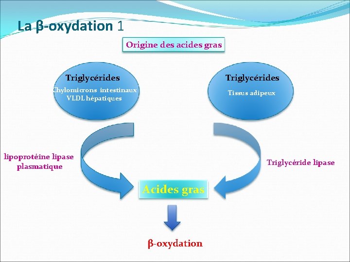 La β-oxydation 1 Origine des acides gras Triglycérides Chylomicrons intestinaux VLDL hépatiques Tissus adipeux