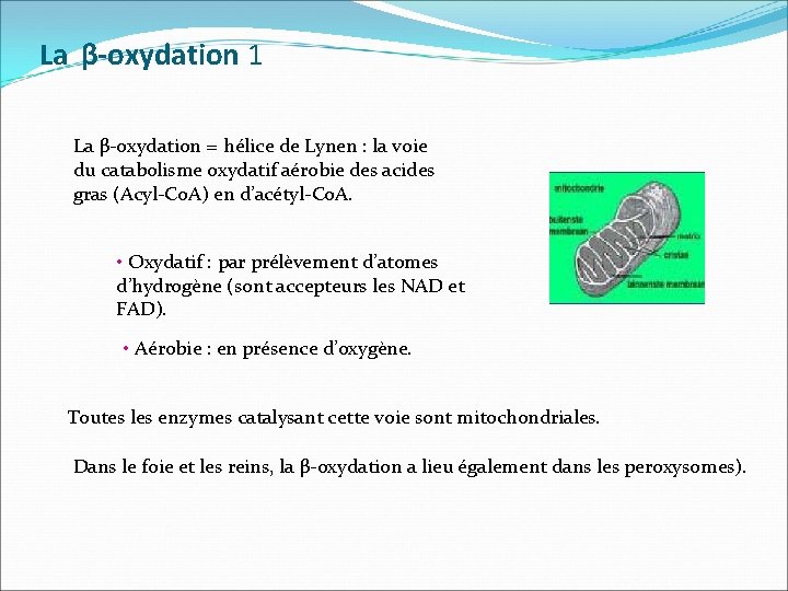  La β-oxydation 1 La β-oxydation = hélice de Lynen : la voie du