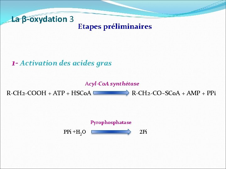 La β-oxydation 3 Etapes préliminaires 1 - Activation des acides gras Acyl-Co. A synthétase