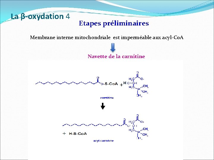 La β-oxydation 4 Etapes préliminaires Membrane interne mitochondriale est imperméable aux acyl-Co. A Navette