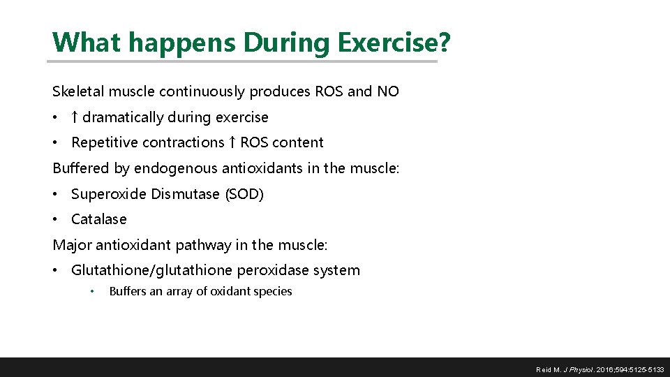 What happens During Exercise? Skeletal muscle continuously produces ROS and NO • ↑ dramatically