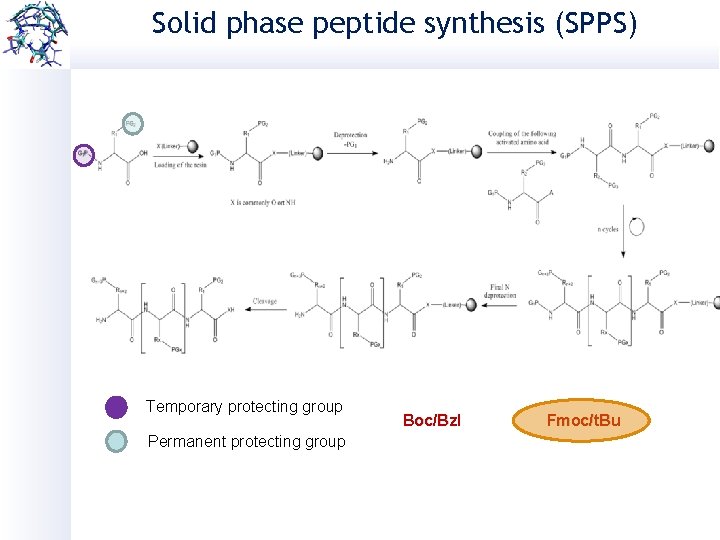 Solid phase peptide synthesis (SPPS) Temporary protecting group Permanent protecting group Boc/Bzl Fmoc/t. Bu