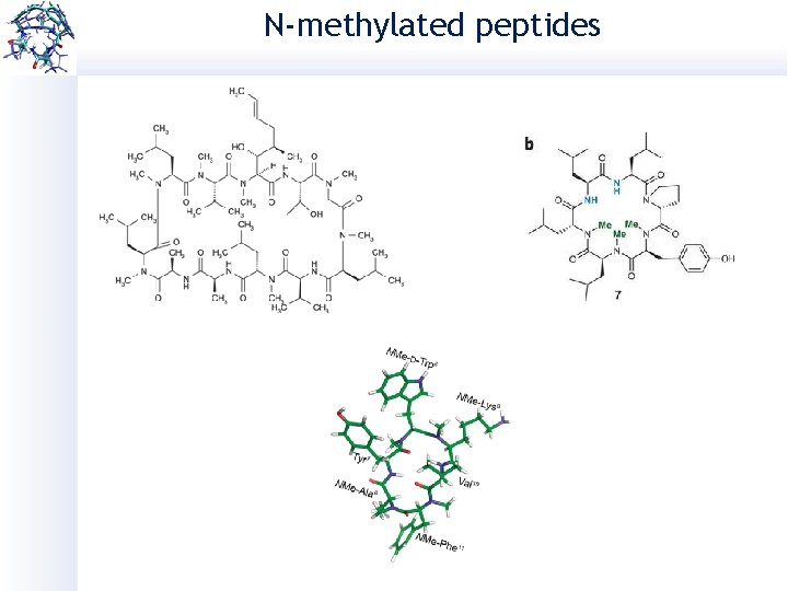 N-methylated peptides 