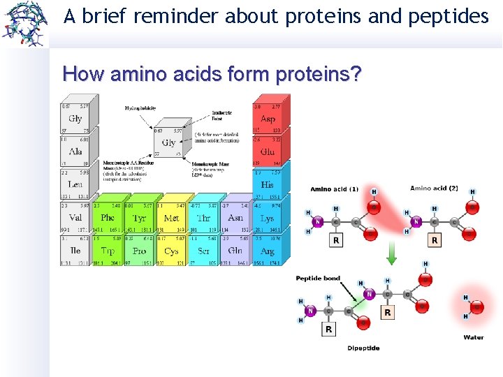 A brief reminder about proteins and peptides How amino acids form proteins? 