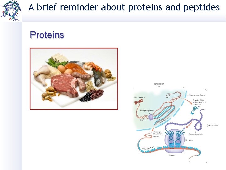 A brief reminder about proteins and peptides Proteins 