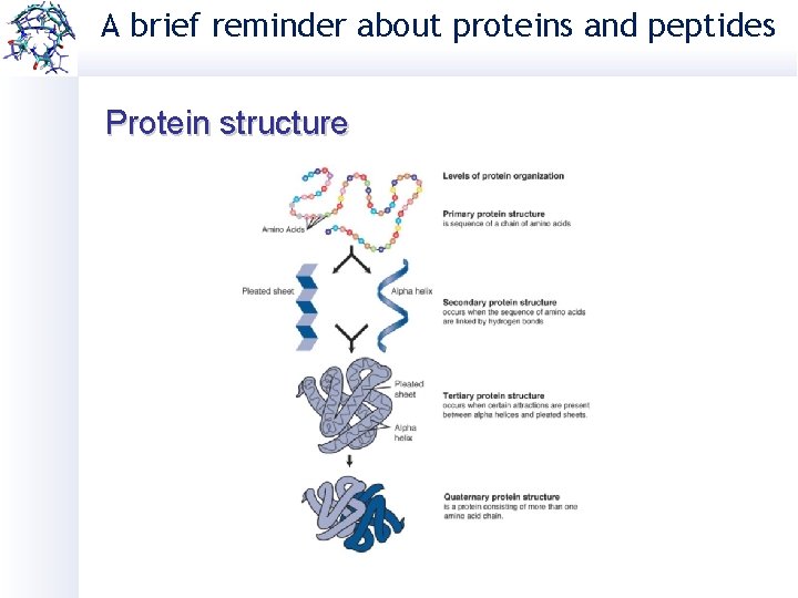 A brief reminder about proteins and peptides Protein structure 
