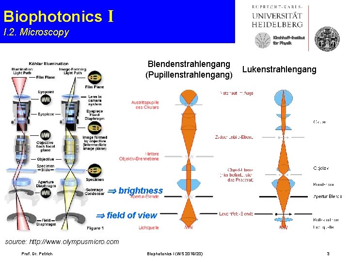 Biophotonics I I. 2. Microscopy Kirchhoff-Institut für Physik Blendenstrahlengang (Pupillenstrahlengang) Lukenstrahlengang brightness field of