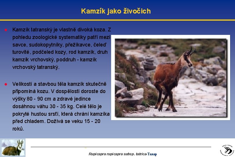 Kamzík jako živočich l Kamzík tatranský je vlastně divoká koza. Z pohledu zoologické systematiky