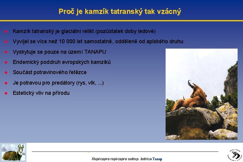 Proč je kamzík tatranský tak vzácný l Kamzík tatranský je glaciální relikt (pozůstatek doby