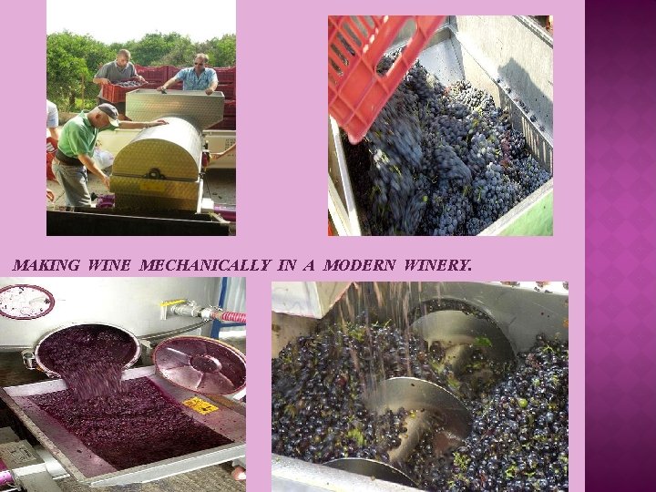 MAKING WINE MECHANICALLY IN A MODERN WINERY. 